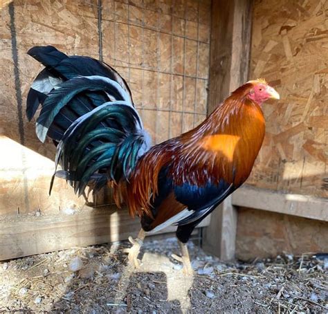 broodcock price|Sweater: Exploring the Famous Fighting Cock Breeds .
